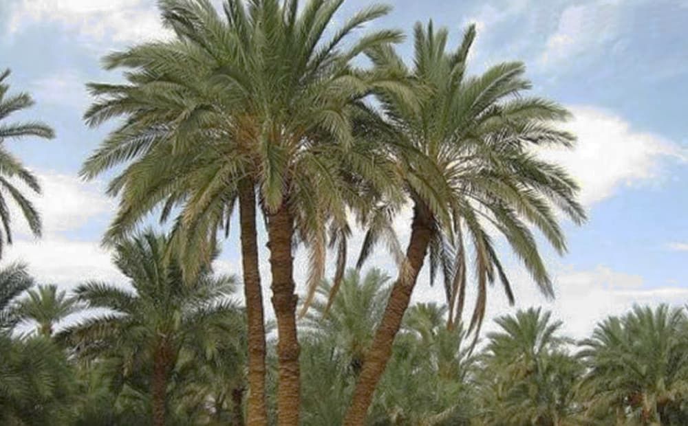 Dried Date Palm