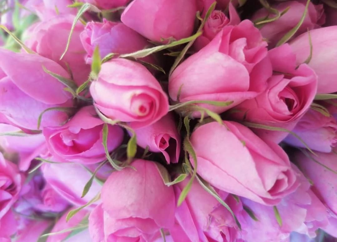 Dried Persian Rose Bud